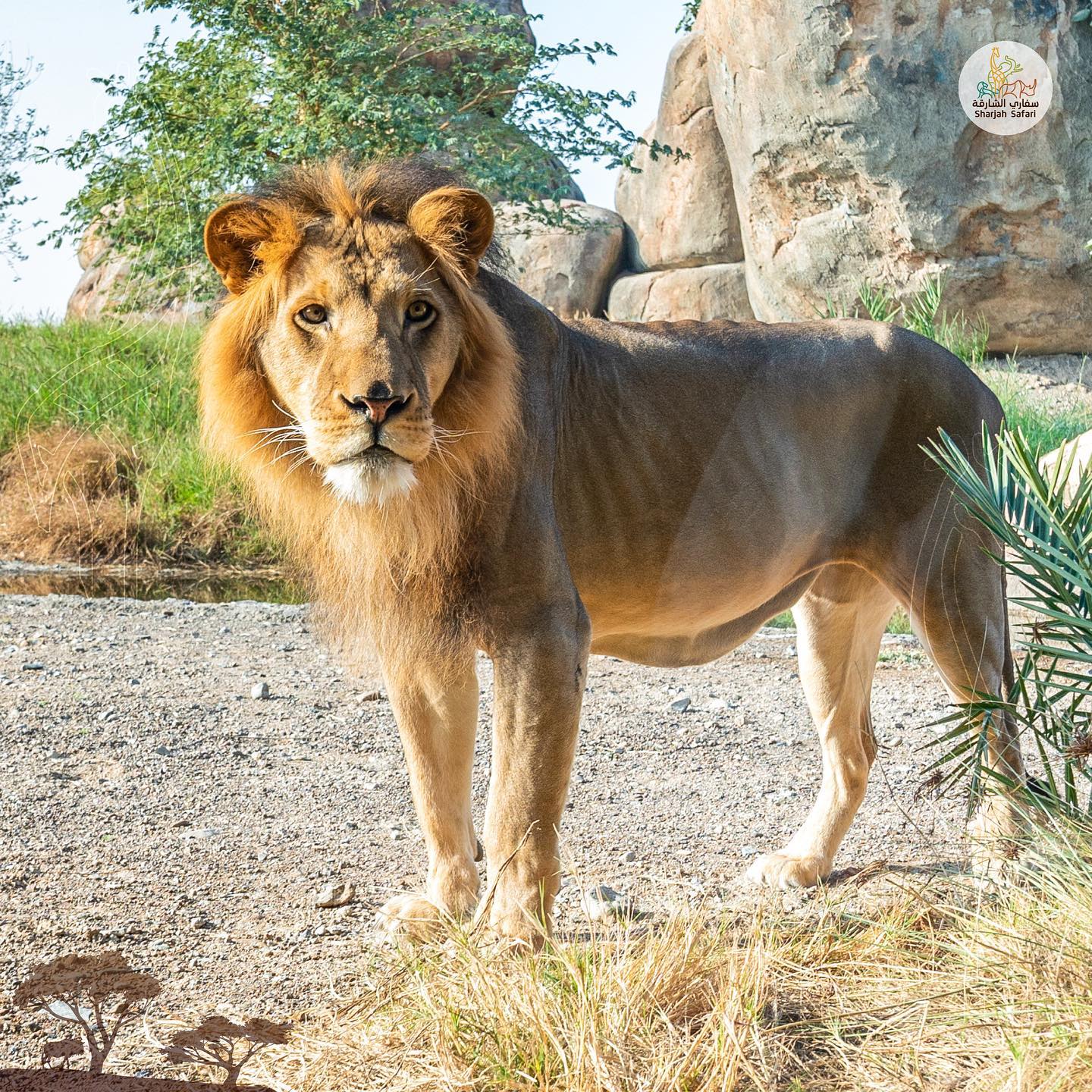 sharjah safari park wiki